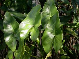   Montrichardia arborescens  leaves; photo: S.L. Winterton 