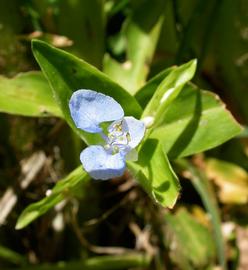   Murdannia  sp. flower; photo: S.L. Winterton 