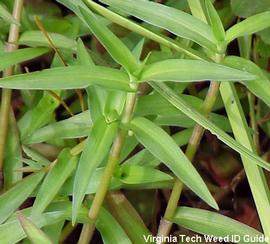   Murdannia keisak ; photo © Virginia Tech Weed ID Guide 