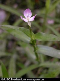   Murdannia keisak  flower; photo: Linda Lee, © University of South Carolina Herbarium 