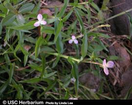   Murdannia keisak  flowers; photo: Linda Lee, © University of South Carolina Herbarium 