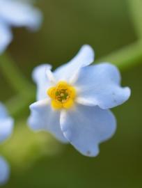   Myosotis scorpioides  flower; photo: S.L. Winterton 