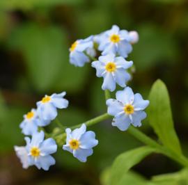   Myosotis scorpioides  inflorescence; photo: S.L. Winterton 