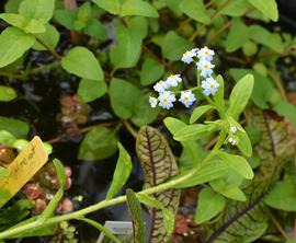   Myosotis scorpioides , emersed; photo: S.L. Winterton 