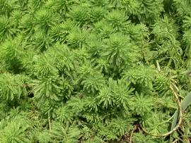   Myriophyllum aquaticum , emersed; photo: S.L. Winterton 