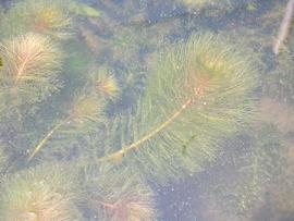   Myriophyllum dicoccum , submersed; photo: S.L. Winterton 