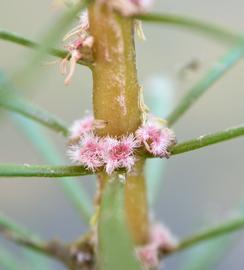   Myriophyllum dicoccum  inflorescence; photo: S.L. Winterton 