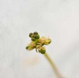   Myriophyllum spicatum  inflorescence; photo: S.L. Winterton 