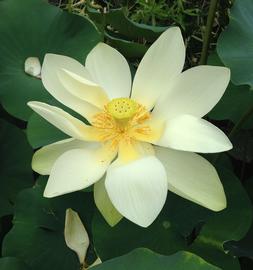   Nelumbo lutea  flower; photo: S.L. Winterton 