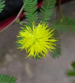   Neptunia plena  inflorescence; photo: S.L. Winterton 