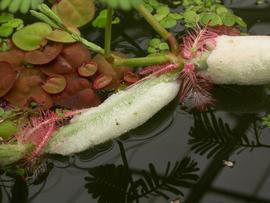   Neptunia oleracea , floating stem of spongy aerenchyma; photo: S.L. Winterton 