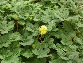   Neptunia oleracea , emersed; photo: S.L. Winterton 