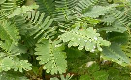   Neptunia oleracea  leaves; photo: S.L. Winterton 