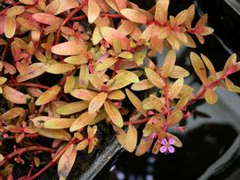   Nesaea pedicellata  'Golden', emersed; photo: S.L. Winterton 