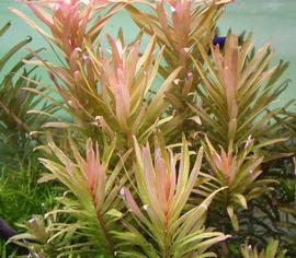   Nesaea pedicellata  'Golden', submersed; photo: S.L. Winterton 