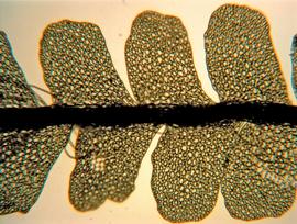   Notoscyphus lutescens  leaf; photo: © John E. Braggins 