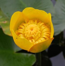   Nuphar pumila  flower; photo: S.L. Winterton 