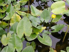   Nuphar pumila , emersed; photo: S.L. Winterton 