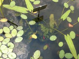   Nuphar sagittifolia  leaves (elongate ones), floating and submersed; photo: S.L. Winterton 