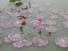   Nymphaea  sp., floating; photo: S.L. Winterton 