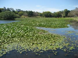   Nymphaea mexicana , emersed; photo: S.L. Winterton 