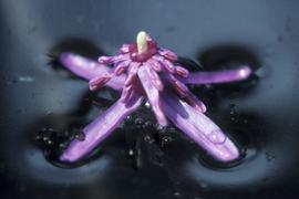   Nymphaea purpurea  flower, floating; photo © E. Chuah 