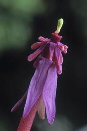   Nymphaea purpurea  flower; photo © E. Chuah 