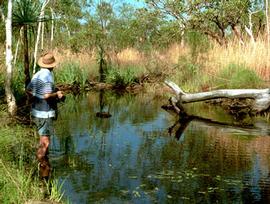  Nymphaea purpurea , habitat in northern Australia; photo © D. Wilson