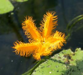   Nymphoides crenata  flower; photo: S.L. Winterton 