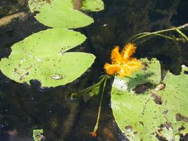   Nymphoides crenata , floating; photo: S.L. Winterton 