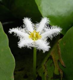   Nymphoides indica  flower; photo: S.L. Winterton 