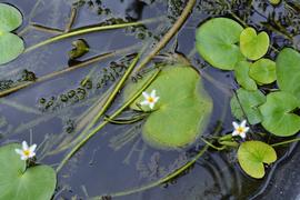   Nymphoides indica , floating; photo: S.L. Winterton 