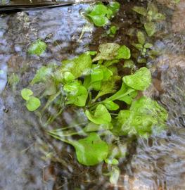   Nymphoides minima , submersed; photo: S.L. Winterton 