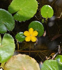   Nymphoides peltata  flower; photo: S.L. Winterton 