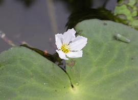   Nymphoides  sp. flower; photo: S.L. Winterton 