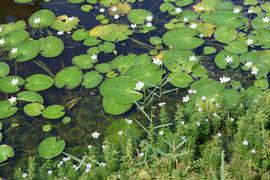   Nymphoides  sp. habit, floating; photo: S.L. Winterton 