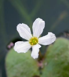   Nymphoides spongiosa  flower; photo: S.L. Winterton 