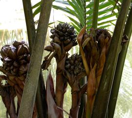   Nypa fruticans  fruit; photo: S.L. Winterton 