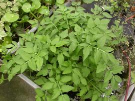   Oenanthe javanica  'Flamingo', emersed; photo: S.L. Winterton 