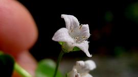   Oldenlandia   salzmannii  flower; photo © Alex Popovkin 