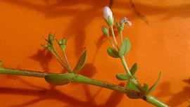   Oldenlandia   salzmannii  inflorescence; photo © Alex Popovkin 