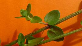   Oldenlandia   salzmannii  leaves; photo © Alex Popovkin 