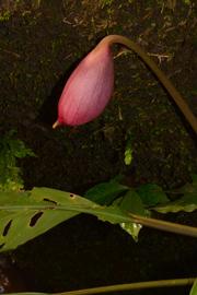   Ooia glans  inflorescence (spathe); photo © S.Y. Wong & P.C. Boyce 