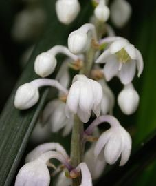   Ophiopogon  sp. flowers; photo: S.L. Winterton 