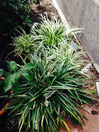   Ophiopogon jaburan , emersed; photo: S.L. Winterton 