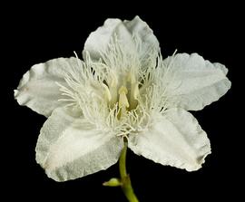   Ornduffia albiflora  flower; photo © Kevin Thiele 