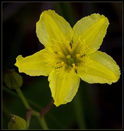   Ornduffia reniformis  flower; photo © Bill Higham 