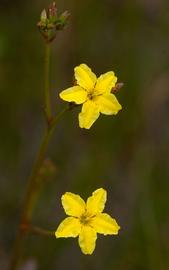   Ornduffia reniformis  flowers; photo © Chris Clarke 