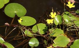   Ornduffia reniformis , emersed; photo © Russell Best 