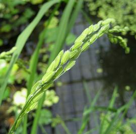   Oryza sativa  spikelets; photo: S.L. Winterton 